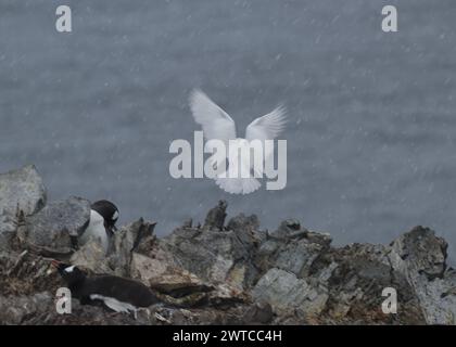 Sheathbill Snowy (Chionis albus), tra i pinguini di Gentoo, Danco Island, Antartico peninsulare, gennaio 2024 Foto Stock