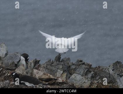 Sheathbill Snowy (Chionis albus), tra i pinguini di Gentoo, Danco Island, Antartico peninsulare, gennaio 2024 Foto Stock