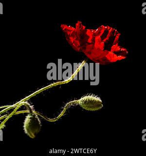 Flora di Gran Canaria - Papaver rhoeas, papavero comune Foto Stock