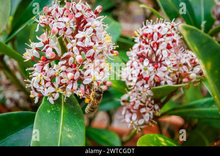 Un'ape raccoglie il polline in un cesto di polline o corbicula dalle panicole di un arbusto di Skimmia japonica "Rubella" che fiorisce in un giardino nel Surrey in primavera Foto Stock