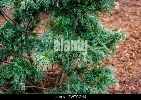 Arbusti di conifere sempreverdi nani, aghi insoliti, pino di Weymouth o pino bianco orientale, Pinus strobus "Tiny Kurls" cresce al RHS Wisley Garden, Surrey Foto Stock