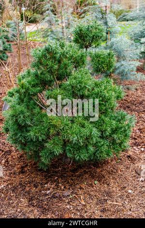 Arbusti di conifere sempreverdi nani, aghi insoliti, pino di Weymouth o pino bianco orientale, Pinus strobus "Tiny Kurls" cresce al RHS Wisley Garden, Surrey Foto Stock