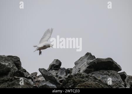 Sheathbill Snowy (Chionis albus), Half Moon Island, South Shetlands, Antartide, gennaio 2024 Foto Stock