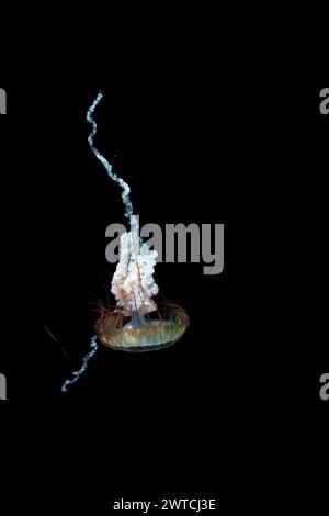 Ortica del Pacifico, gelatina di pesce che scorre attraverso l'acqua dell'oceano. le ortiche di mare sono pesci gelatinosi con tentacoli straordinariamente lunghi, sottili e ai bordi dei loro Foto Stock