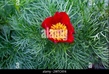Peonie di steppa rossa (Paeonia tenuifolia) Foto Stock