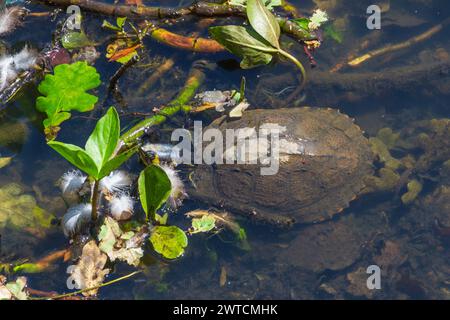 Southgate, Londra, Regno Unito - 7 giugno 2015: Parte di Turtle sommersa presso Cat Hill Chase Side Pond. Foto Stock