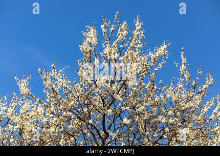 alberi o cespugli bianchi fioriti sullo sfondo blu del cielo, vista primavera Foto Stock