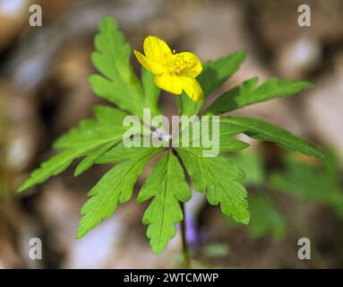 Anemone giallo, anemone giallo di legno, o anemone a coppa, in latino Anemonoides ranunculoides o Anemone ranunculoides Foto Stock