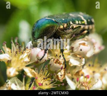 Chafer di rosa verde, in latino Cetonia Aurata, su fiore bianco e rosso Foto Stock