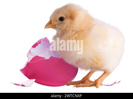 Pulcino di pollo giallo brillante in piedi accanto a un guscio di uovo rosa rotto isolato in un'immagine in studio. Foto Stock