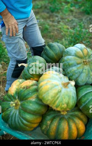 Zucche fresche e colorate pronte per essere raccolte in un campo soleggiato. Foto Stock