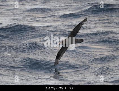 Petrel Southern Giant (Macronectes giganteus) in volo sopra Drake Passage, Southern Ocean, gennaio 2024 Foto Stock