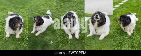 Set di ritratti con un piccolo cane in bianco e nero Foto Stock