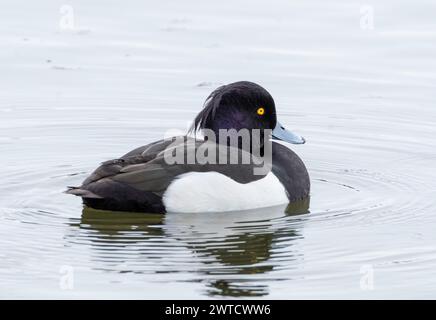 Anatra tufata maschile (Aythya fuligula) sul lago di Linlithgow, West Lothian, Scozia. Foto Stock