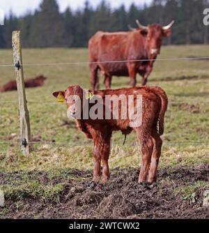 17 marzo 2024, Sassonia-Anhalt, Oberharz am Brocken: Una mucca madre della razza Harzer Rotes Höhenvieh si trova con il suo vitello, di pochi giorni, in un prato vicino a una stalla vicino a Königshütte. Prima che le mucche possano essere viste di nuovo sui prati di Harz, inizia la stagione del distacco. I giovani vitelli vedono la luce ogni giorno a Brockenbauer Thielecke. La mandria di Brockenbauer Thielecke comprende oltre 500 bovini di razza Harz Red. Questa razza di animale domestico in pericolo e particolarmente robusta è stata ancora una volta una caratteristica del paesaggio nell'Harz superiore per diversi anni. Gli animali sono corr Foto Stock