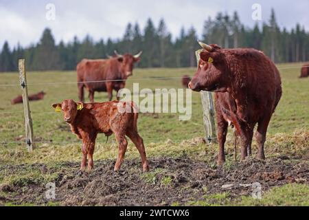 17 marzo 2024, Sassonia-Anhalt, Oberharz am Brocken: Una mucca madre della razza Harzer Rotes Höhenvieh si trova con il suo vitello, di pochi giorni, in un prato vicino a una stalla vicino a Königshütte. Prima che le mucche possano essere viste di nuovo sui prati di Harz, inizia la stagione del distacco. I giovani vitelli vedono la luce ogni giorno a Brockenbauer Thielecke. La mandria di Brockenbauer Thielecke comprende oltre 500 bovini di razza Harz Red. Questa razza di animale domestico in pericolo e particolarmente robusta è stata ancora una volta una caratteristica del paesaggio nell'Harz superiore per diversi anni. Gli animali sono corr Foto Stock