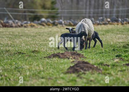 Le bellissime pecore di Gotland con agnelli e pecore di Dorper si incrociano con agnelli in un prato in una soleggiata giornata primaverile in una fattoria di Skaraborg in Svezia Foto Stock