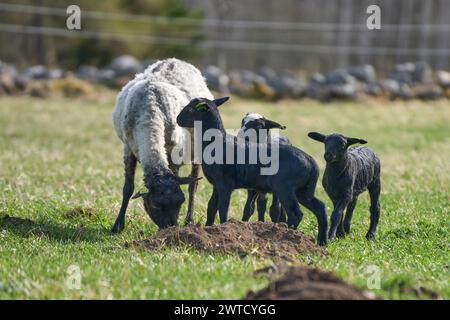 Le bellissime pecore di Gotland con agnelli e pecore di Dorper si incrociano con agnelli in un prato in una soleggiata giornata primaverile in una fattoria di Skaraborg in Svezia Foto Stock