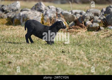 Le bellissime pecore di Gotland con agnelli e pecore di Dorper si incrociano con agnelli in un prato in una soleggiata giornata primaverile in una fattoria di Skaraborg in Svezia Foto Stock