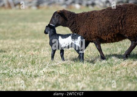 Le bellissime pecore di Gotland con agnelli e pecore di Dorper si incrociano con agnelli in un prato in una soleggiata giornata primaverile in una fattoria di Skaraborg in Svezia Foto Stock