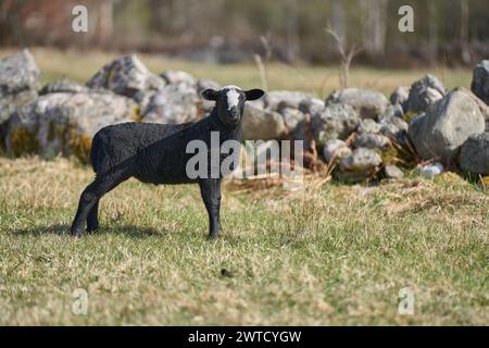 Le bellissime pecore di Gotland con agnelli e pecore di Dorper si incrociano con agnelli in un prato in una soleggiata giornata primaverile in una fattoria di Skaraborg in Svezia Foto Stock