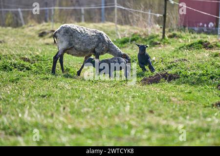 Le bellissime pecore di Gotland con agnelli e pecore di Dorper si incrociano con agnelli in un prato in una soleggiata giornata primaverile in una fattoria di Skaraborg in Svezia Foto Stock