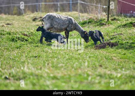 Le bellissime pecore di Gotland con agnelli e pecore di Dorper si incrociano con agnelli in un prato in una soleggiata giornata primaverile in una fattoria di Skaraborg in Svezia Foto Stock