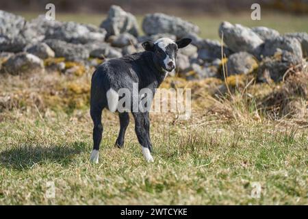 Le bellissime pecore di Gotland con agnelli e pecore di Dorper si incrociano con agnelli in un prato in una soleggiata giornata primaverile in una fattoria di Skaraborg in Svezia Foto Stock