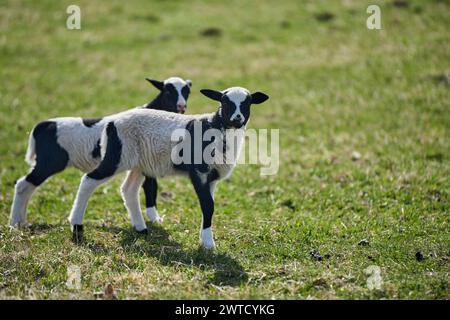 Le bellissime pecore di Gotland con agnelli e pecore di Dorper si incrociano con agnelli in un prato in una soleggiata giornata primaverile in una fattoria di Skaraborg in Svezia Foto Stock