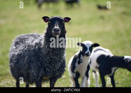 Le bellissime pecore di Gotland con agnelli e pecore di Dorper si incrociano con agnelli in un prato in una soleggiata giornata primaverile in una fattoria di Skaraborg in Svezia Foto Stock