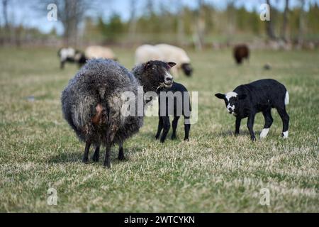 Le bellissime pecore di Gotland con agnelli e pecore di Dorper si incrociano con agnelli in un prato in una soleggiata giornata primaverile in una fattoria di Skaraborg in Svezia Foto Stock