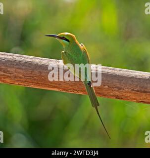 Piccolo merops orientalis di uccello Green Bee-Manger arroccato su un palo di recinzione con sfondo verde del giardino Foto Stock