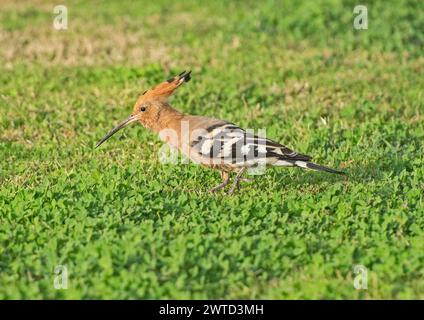 L'uccello eurasiatico Upupa suona sull'erba in un giardino alla ricerca di cibo Foto Stock