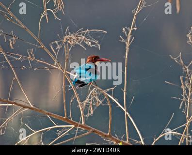 Uccello kingfisher dalla gola bianca Halcyon smyrnensis arroccato su un ramo di un albero vicino al fiume Foto Stock