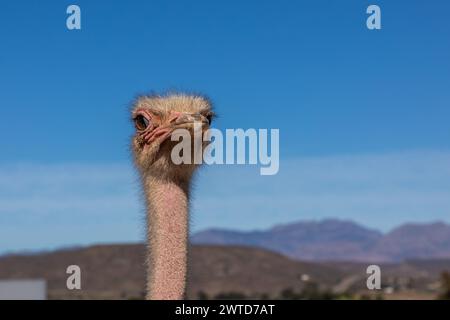 Primo piano sulla testa e sul collo di uno struzzo con spazio negativo sulla destra. Foto Stock