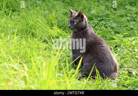 Gatto grigio seduto su erba verde in un giardino. Estate in campagna. Gatto carino che gioca sul prato verde. Foto Stock