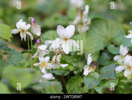 Un primo piano di Viola Odorata Alba, White Sweet Violets Foto Stock