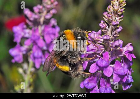 Primo piano di un piccolo Bumble Bee che impollina un fiore viola di Linaria purpue Toadflax in un giardino del Somerset in estate. Foto Stock