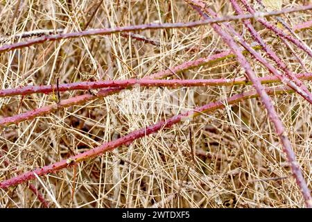 Mora o bramble (rubus fruticosus), primo piano di diversi steli o corridori dell'arbusto aggrovigliato tra il sottobosco morto durante l'inverno. Foto Stock