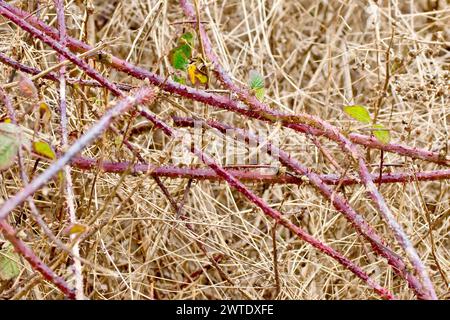 Mora o bramble (rubus fruticosus), primo piano di diversi steli o corridori dell'arbusto aggrovigliato tra il sottobosco morto durante l'inverno. Foto Stock