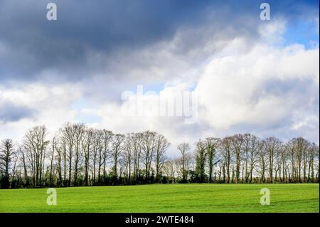 Alberi senza foglie in un grande campo. Marzo, Chart Sutton, vicino Maidstone, Kent, Regno Unito. Foto Stock