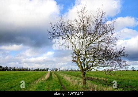 Alberi senza foglie in un grande campo. Marzo, Chart Sutton, vicino Maidstone, Kent, Regno Unito. Foto Stock