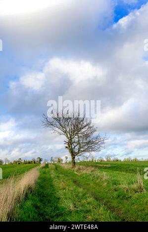 Alberi senza foglie in un grande campo. Marzo, Chart Sutton, vicino Maidstone, Kent, Regno Unito. Foto Stock