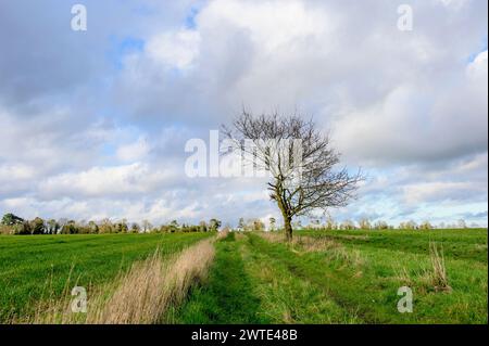 Alberi senza foglie in un grande campo. Marzo, Chart Sutton, vicino Maidstone, Kent, Regno Unito. Foto Stock