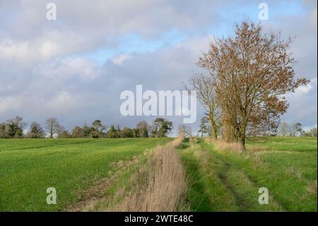 Alberi senza foglie in un grande campo. Marzo, Chart Sutton, vicino Maidstone, Kent, Regno Unito. Foto Stock