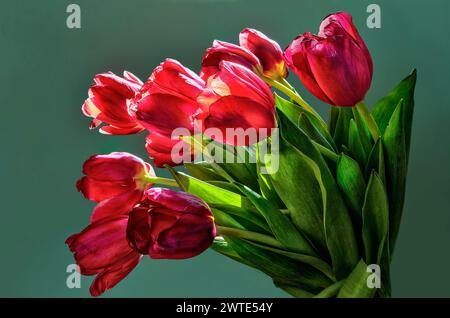 Bouquet di fiori di tulipani rossi retroilluminati dalla luce del sole isolato su sfondo verde. Fiori primaverili brillanti dai caldi raggi del sole illuminati. Ba floreale primaverile Foto Stock