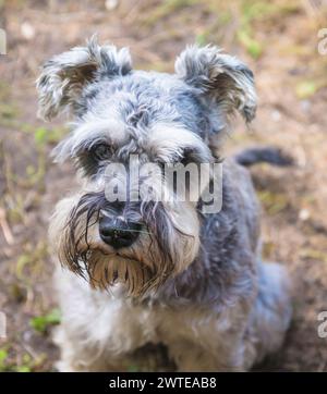 Ritratto del cane schnauzer Foto Stock