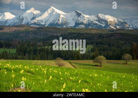 Montagne degli alti Tatra (Vysoke Tatry, Tatry Wysokie), vista del tramonto primaverile con cielo cristallino e fiori gialli ed erba verde in primo piano, Foto Stock