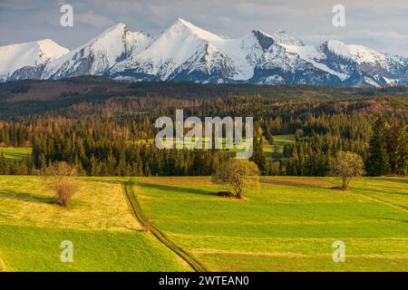 Montagne degli alti Tatra (Vysoke Tatry, Tatry Wysokie), vista del tramonto primaverile con cielo cristallino e fiori gialli ed erba verde in primo piano, Foto Stock