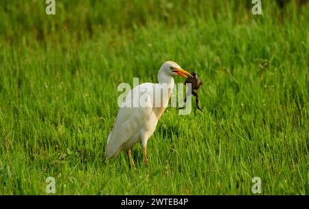 Egret di bestiame (Bubulcus ibis) mangiare una rana in una zona umida. Uganda Foto Stock